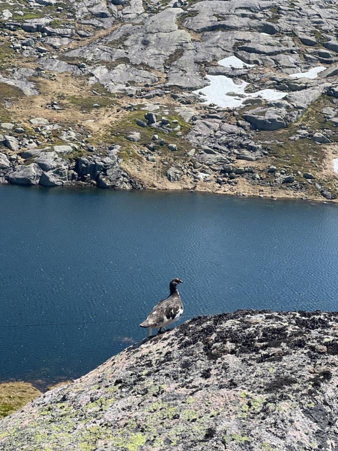 Flott Leilighet Pa Haugen I Sirdal Tjorhom Exterior photo